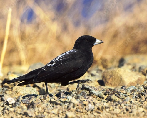 The Black Lark or Black Steppe Lark (Melanocorypha yeltoniensis) stands on the ground on an April day.