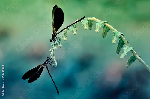 two dragonflies in one tree trunk