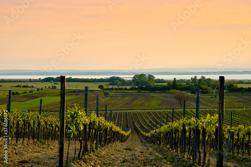 Blick über die Weinberge bei Weiden am See auf die Zitzmannsdorfer Wiesen und den Neusiedler See, Nationalpark Neusiedler See, Burgenland, Österreich