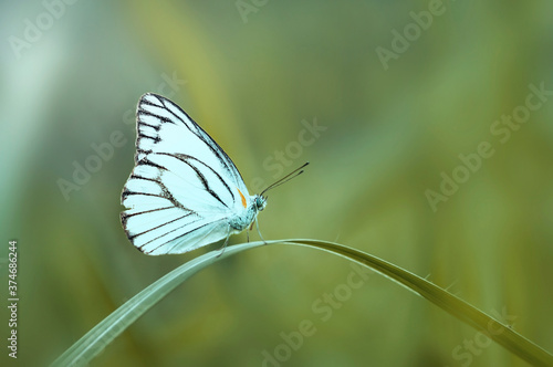 butterfly on a leaf