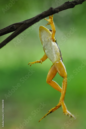 a frog hanging from a tree branch