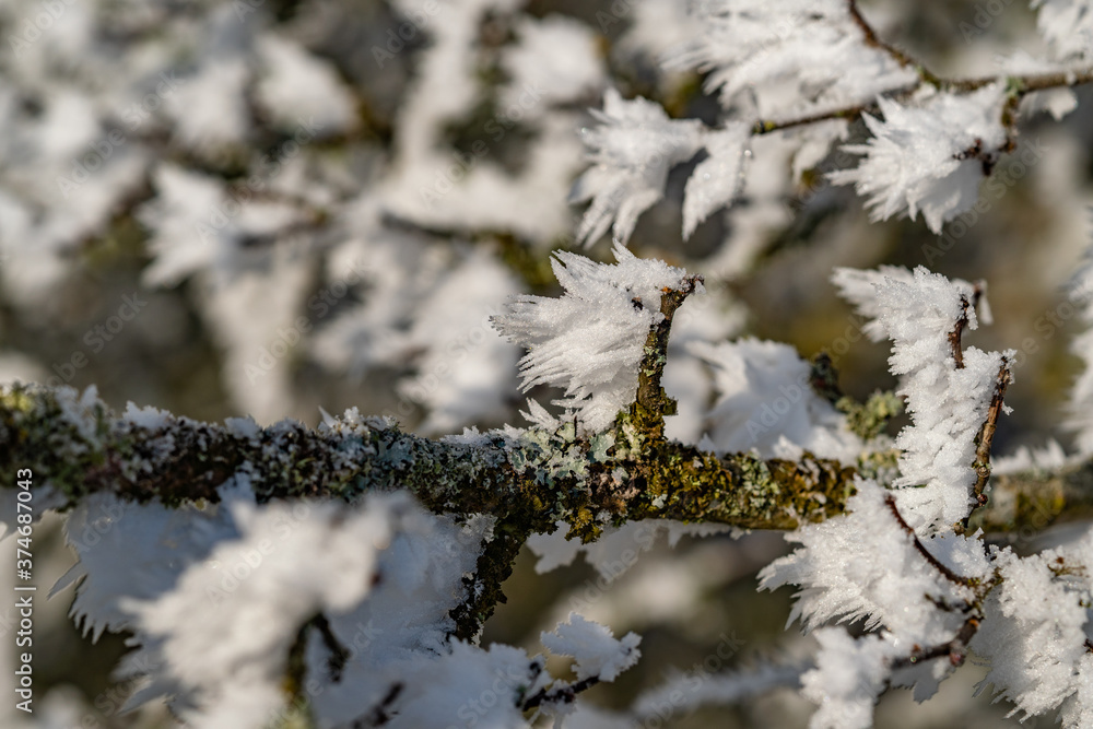 Winter Winter