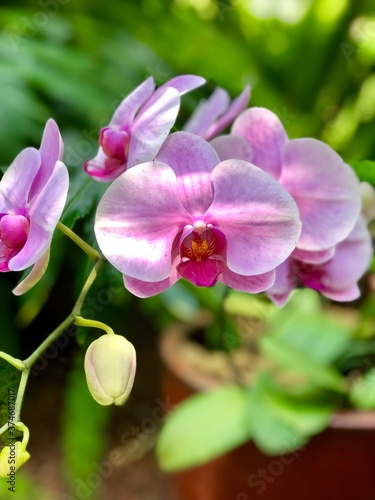 purple orchid flower