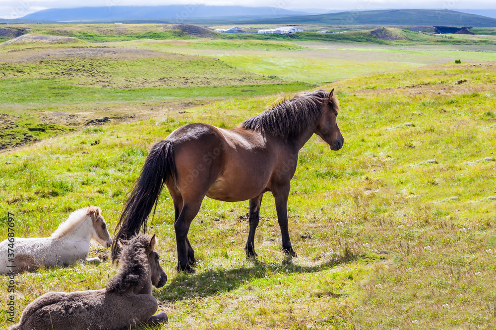 Fototapeta premium Portrait of a horse with a brown mane