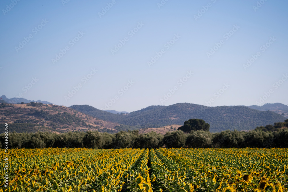 Landscape view of a sunflower field