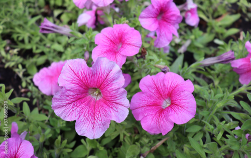 image of beautiful wildflowers close-up