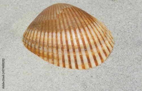 Beautiful seashell on the sand
