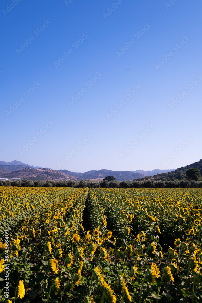 Vertical view of a sunflower field