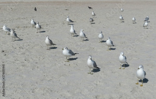 Seagulls on sand background in Atlantic coast of North Florida
