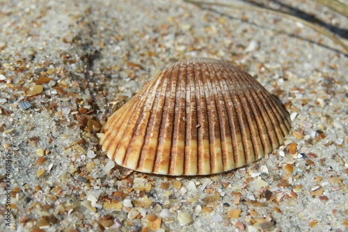 Beautiful big brown seashell on Atlantic coast of North Florida, closeup