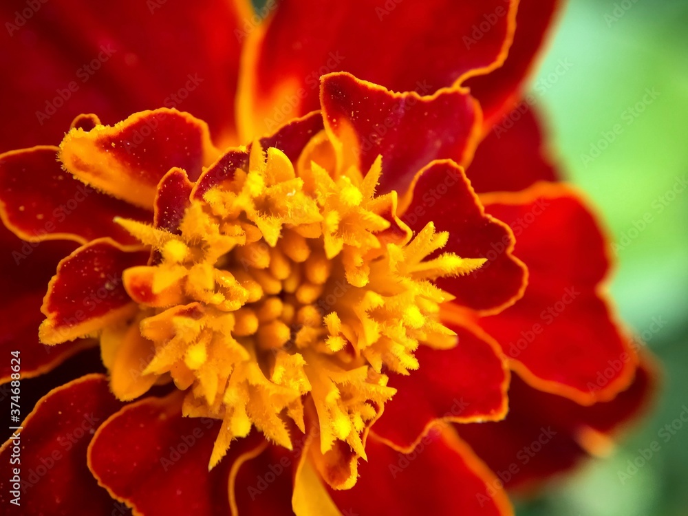 Orange red marigold flower in macro Orange red marigold flower in macro
