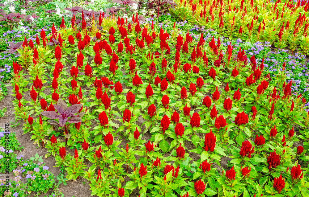Large flowerbed with flowers of different colors.