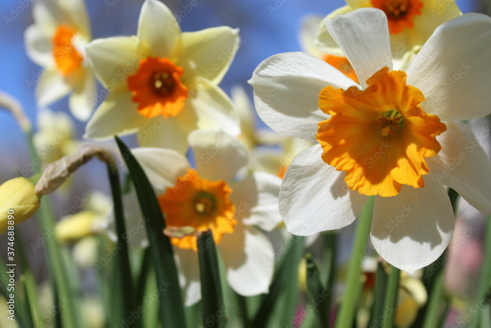 Obraz premium daffodils in the flower garden near the house