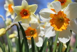 daffodils in the flower garden near the house