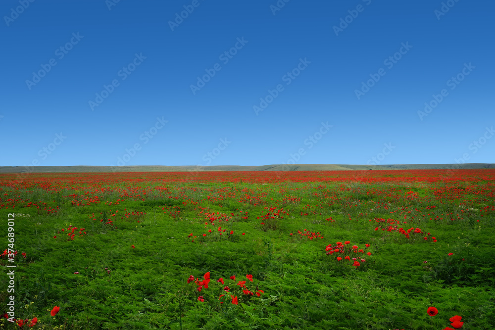 Natural landscape with red poppies on a field Natural landscape with red poppies on a field