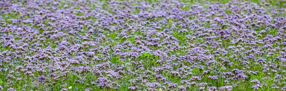 Phacelia Feld, Blumenwiese mit blauen Blumen
