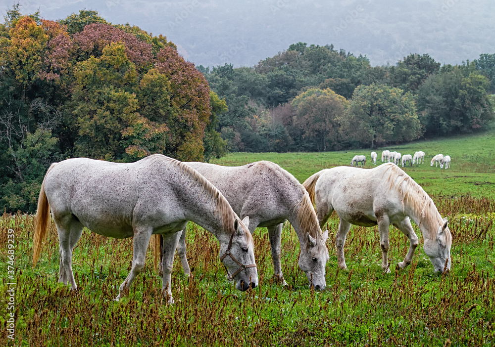 Horses are grazing in pasture in autumn, Lipica, Slovenia. Horses are grazing in pasture in autumn, Lipica, Slovenia.