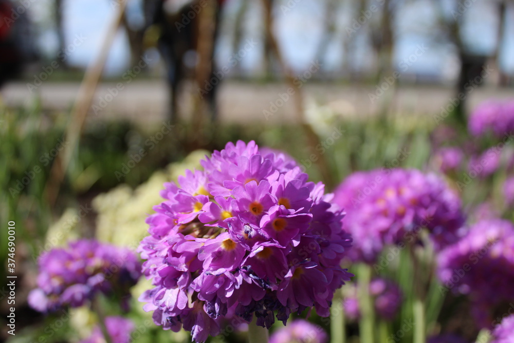Obraz premium purple perennials in the Park by the river