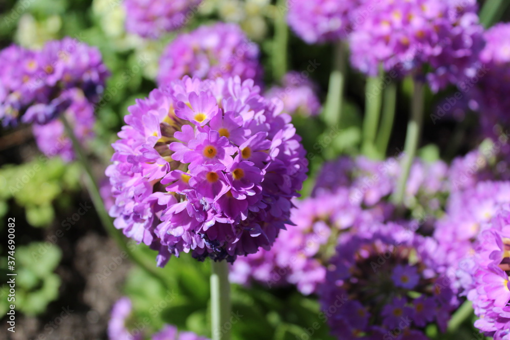 Obraz premium purple perennials in the Park by the river