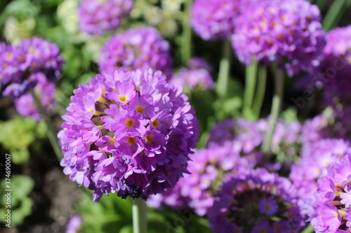 purple perennials in the Park by the river