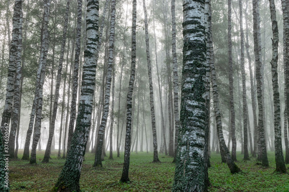 Fototapeta premium fog landscape, birch grove in autumn morning, blurred tree silhouettes, autumn