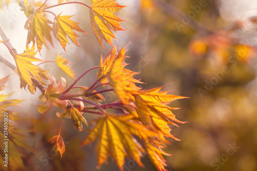 Autumn background with yellow fall maple leaves and abstract bokeh sun light