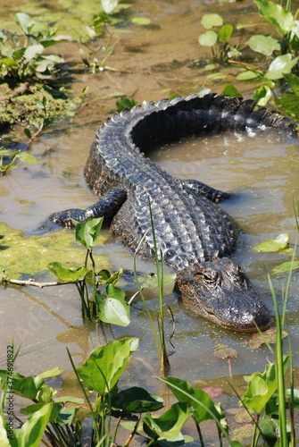 American Alligator Facing Camera in Natural Habitat Swamp Wildlife Marsh Wild Animals Dangerous Predator Large Reptile Crocodile Hunting Prey Ecosystem Conservation North America