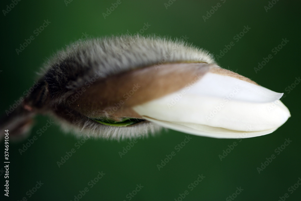Fototapeta premium Magnolia