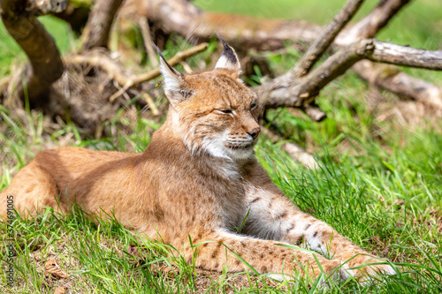 lynx in the grass © SR7 Photo