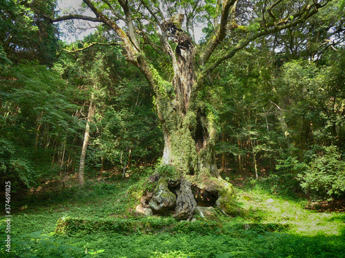 Fotografie 3000 years camphor tree in Takeo shrine Saga Kyushu Japan