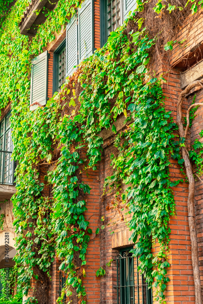 Wall of a brick building is overgrown with ivy with green windows and shutters