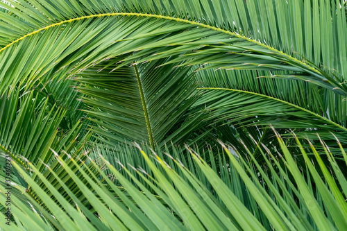 Close-up view of fresh green palm tree leaf