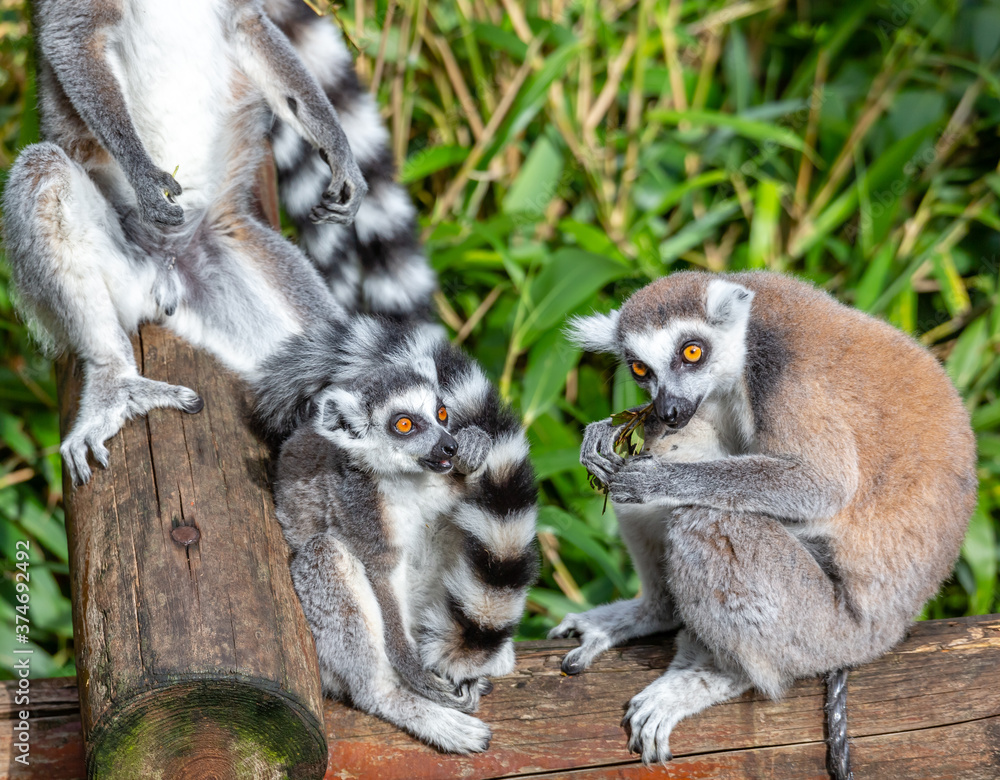 Fototapeta premium ring tailed lemur