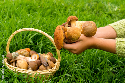 Various raw mushrooms in a wicker basket on the grass. The knife is in the basket. Porcini mushrooms, birch mushroom, orange-cap boletus mushroom. The hands of a girl in a green sweater hold a handful