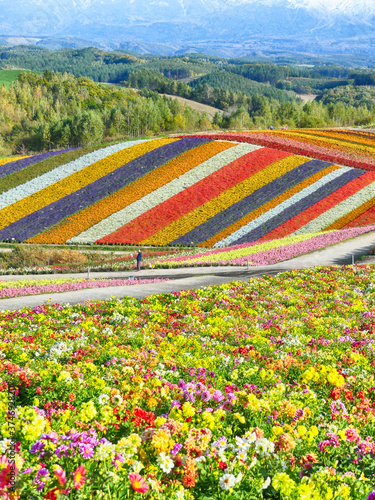 Colorful flower field in Shikisai-no-oka, Biei, Hokkaido, Japan