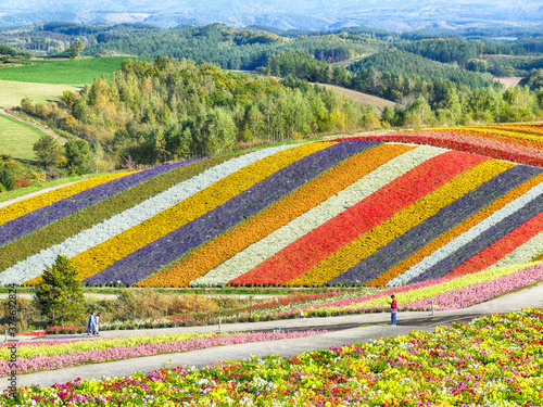 Colorful flower field in Shikisai-no-oka, Biei, Hokkaido, Japan