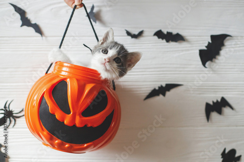 Happy Halloween. Cute kitten sitting in halloween trick or treat bucket on white background with black bats. Adorable kitty looking from jack o' lantern pumpkin pail. photo