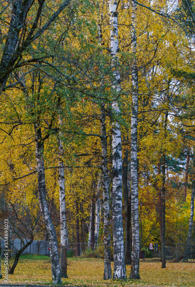 Fototapeta premium Autumn forest with yellow leaves, late fall. Colors of autumn.