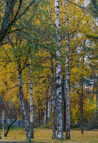 Autumn forest with yellow leaves, late fall. Colors of autumn.