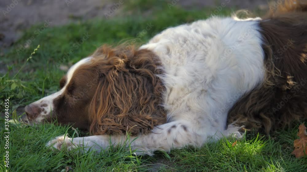 Close-up of old hunting dog resting in the garden Close-up of old hunting dog resting in the garden