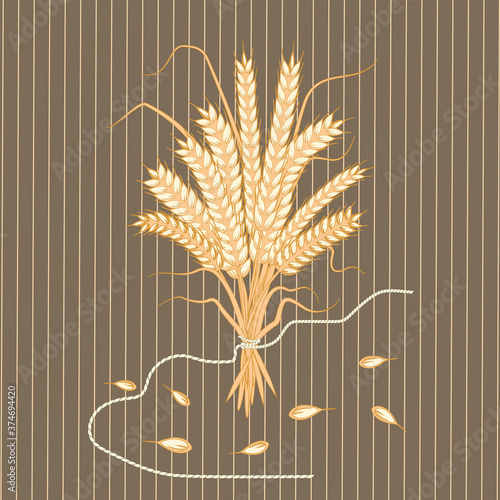 A bouquet of wheat ears - sprinkled grain, simple rope - vector. Autumn holidays