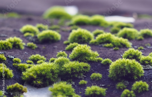 moss on the roof of the barn. beautiful growths of moss.