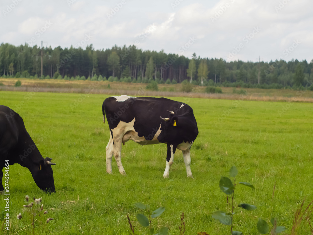 Fototapeta premium cows in the field on the pasture. farm. beef. dairy farm animal husbandry