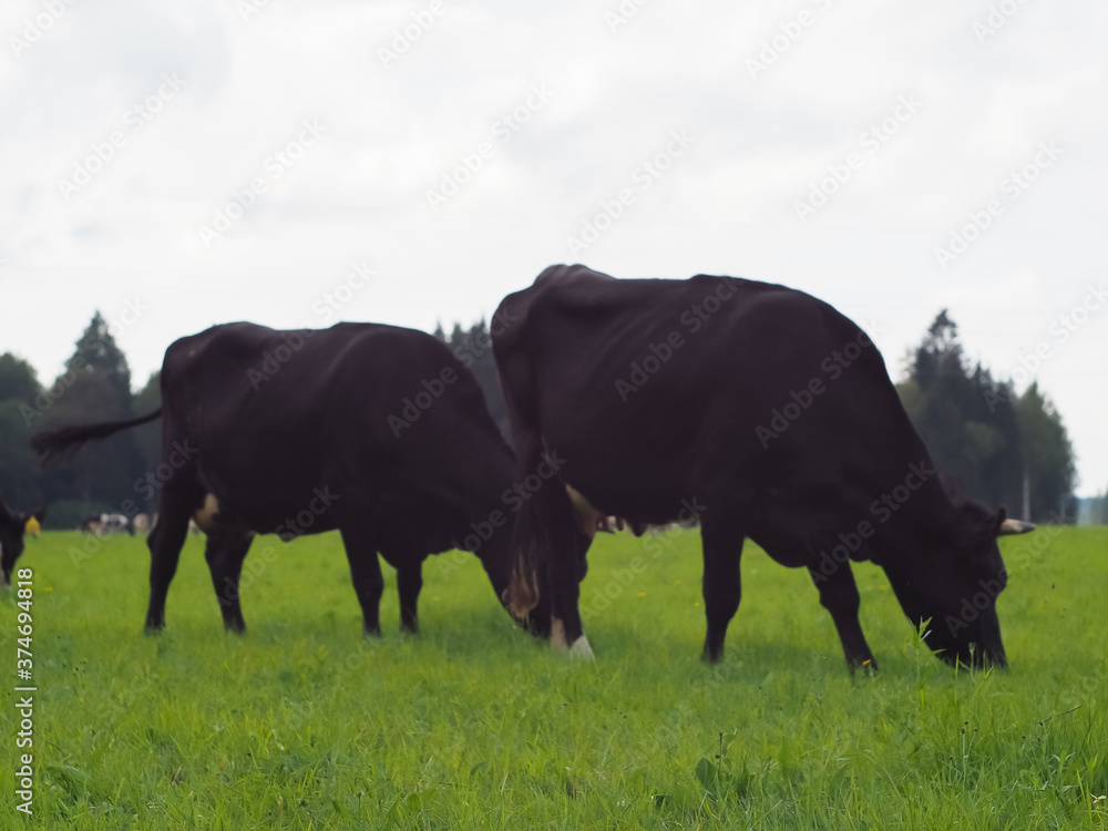 cows in the field on the pasture. farm. beef. dairy farm animal husbandry cows in the field on the pasture. farm. beef. dairy farm animal husbandry