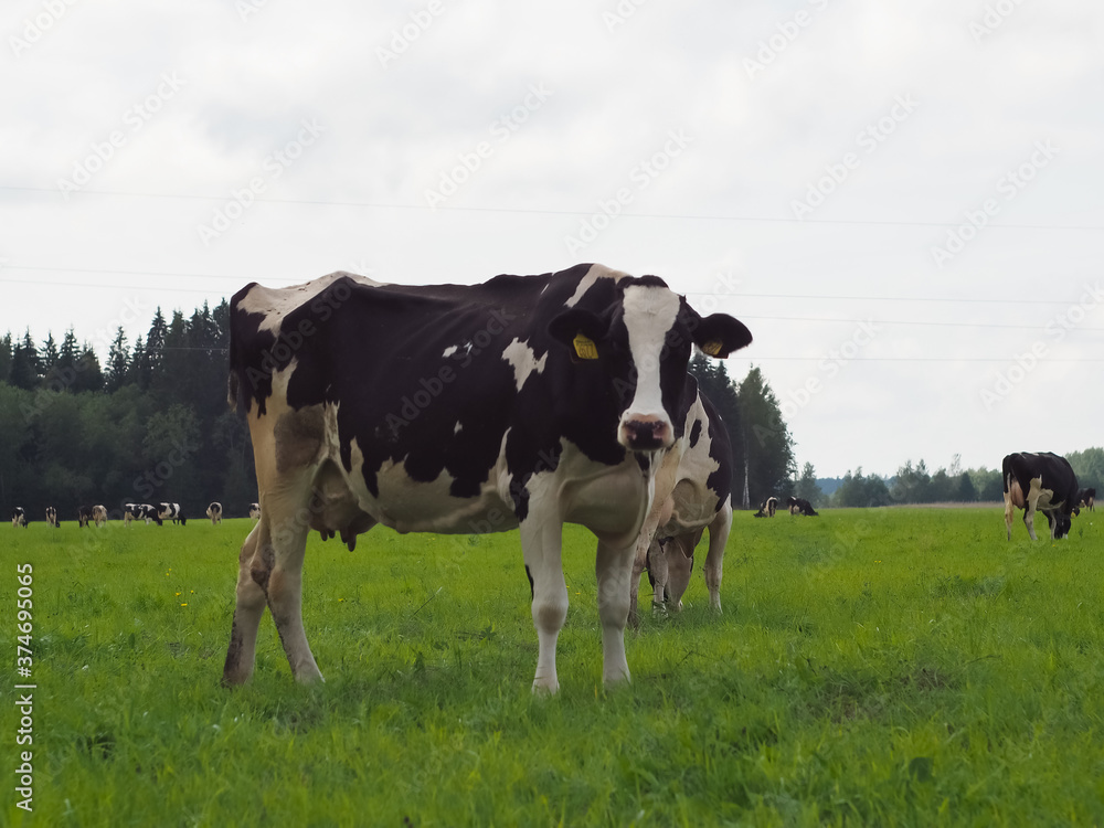 cows in the field on the pasture. farm. beef. dairy farm animal husbandry