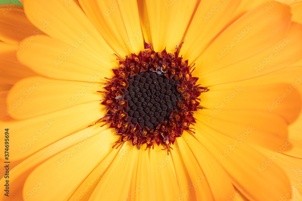The macro shot of the background or the texture of the yellow summer garden flower with the stamens, pestles and blades The macro shot of the background or the texture of the yellow summer garden flower with the stamens, pestles and blades