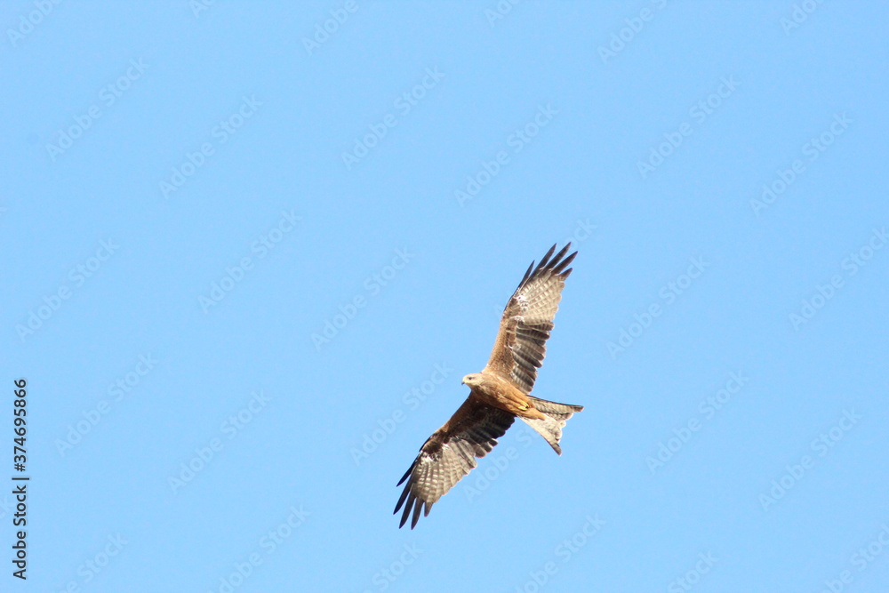 black kite flying