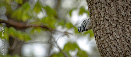 Bird peaking around a tree