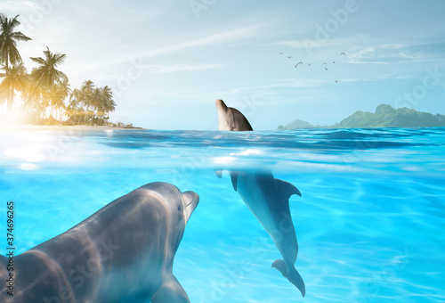 Photographie view of nice bottle nose dolphin  swimming in blue crystal water