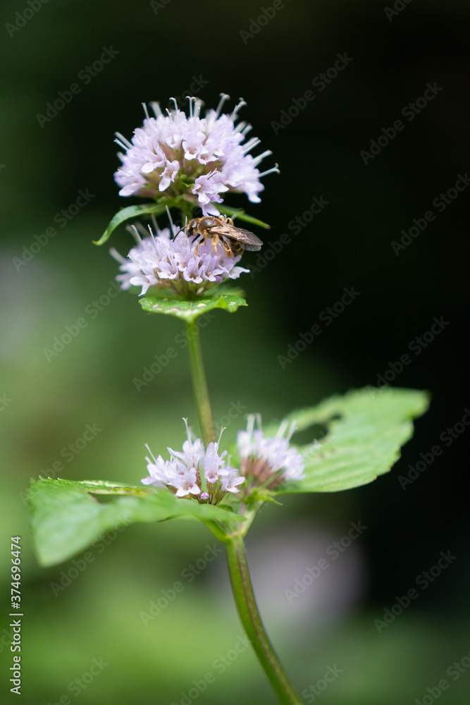 Minze blüte mit biene Minze blüte mit biene